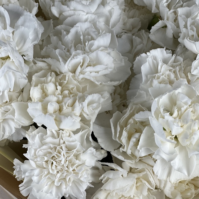 Букет из 25 белых гвоздик