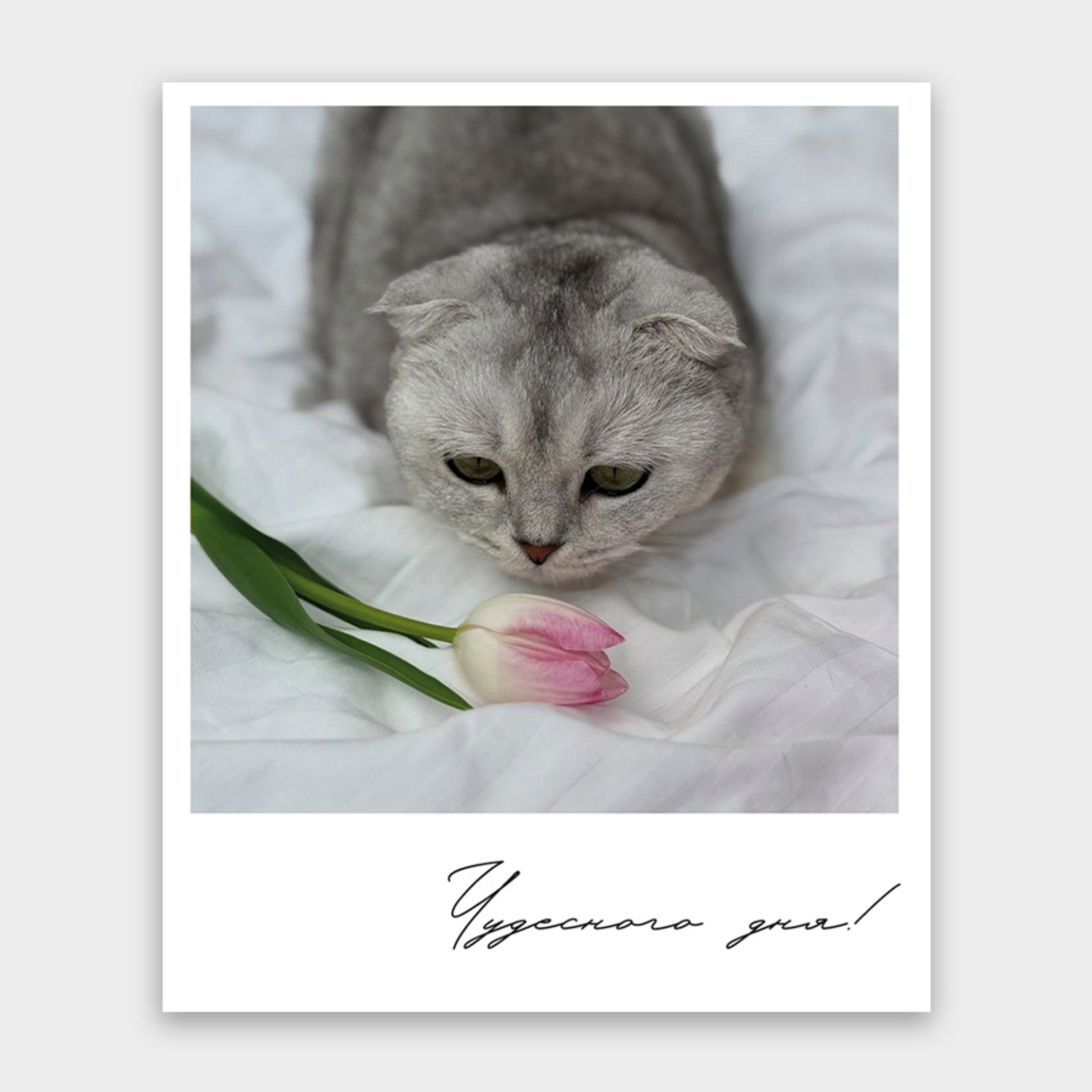 Открытка Чудесного дня! (кот, формат мини)