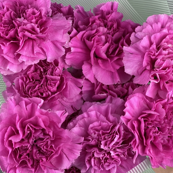 Букет из 1 малиновых гвоздик