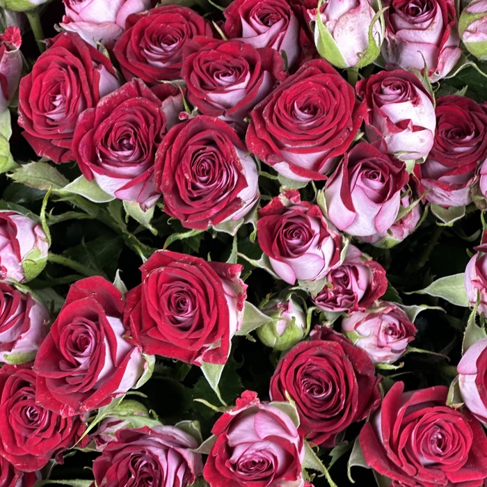 Букет Бибаблз