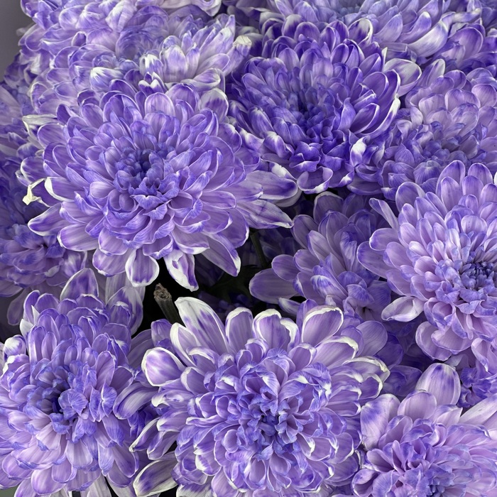 Букет Фиолетовая пудра