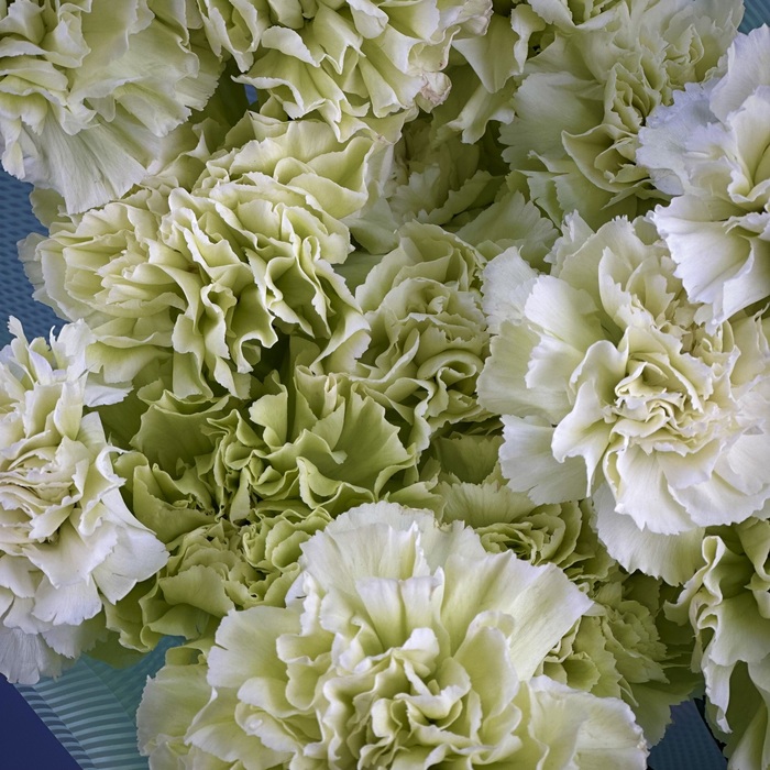 Букет из 15 фисташковых гвоздик