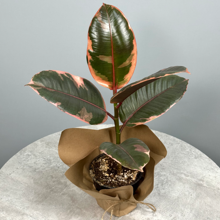 Стильное декоративно-лиственное растение - Кротон