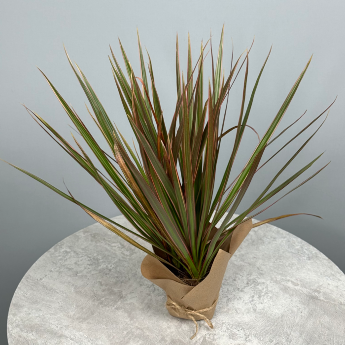 Стильное декоративно-лиственное растение - Драцена 10 см