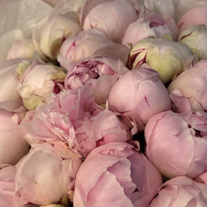 Букет из 31 пионов Сара