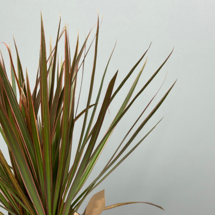 Стильное декоративно-лиственное растение - Драцена 10 см