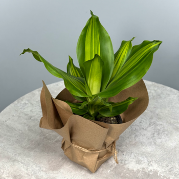 Стильное декоративно-лиственное растение - Сансевиерия 10 см