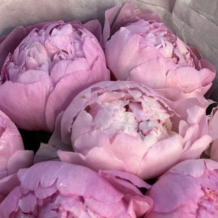 Букет из 7 розовых пионов