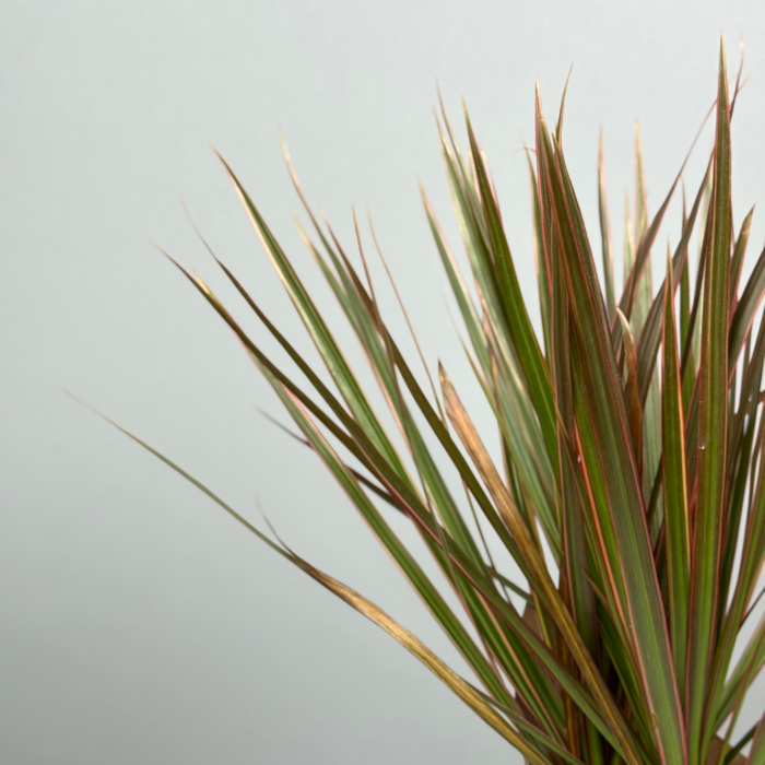 Стильное декоративно-лиственное растение - Драцена 10 см