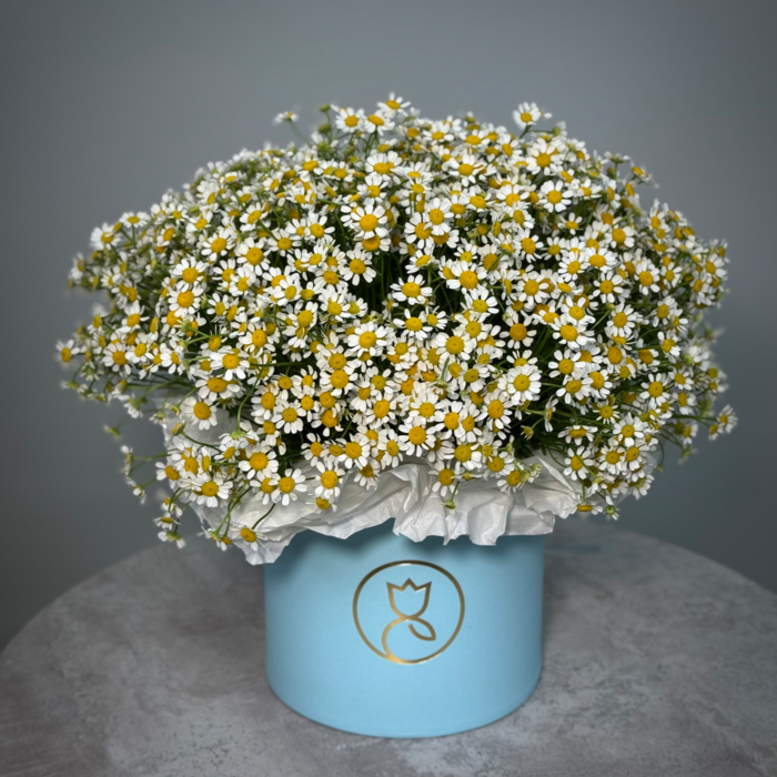 Ромашка в шляпной корообке М