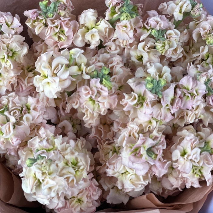 Букет из 15 персиковых маттиол