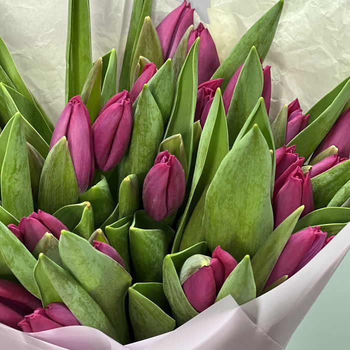 Букет из 25 фиолетовых тюльпанов