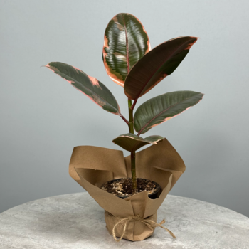 Стильное декоративно-лиственное растение - Кротон