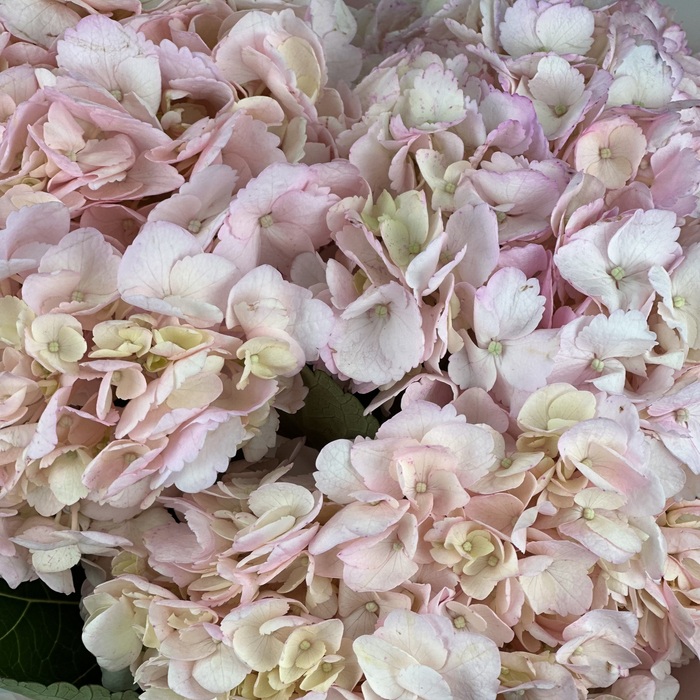 Букет из 3 розовых гортензий