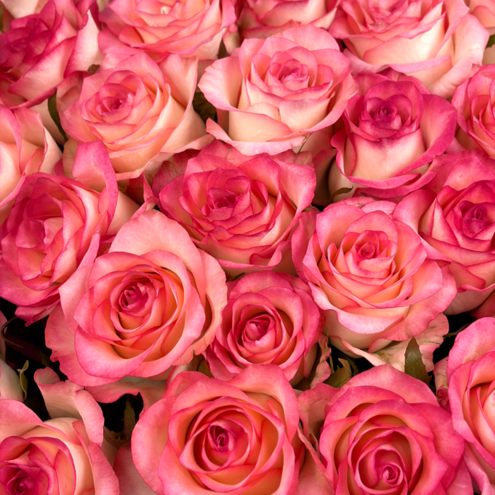 Букет из 1 розы Джумилия 70 см