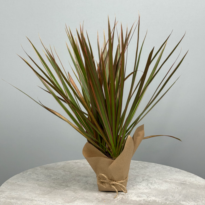 Стильное декоративно-лиственное растение - Драцена 10 см