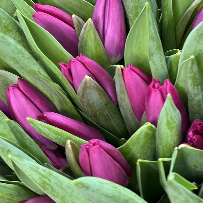 Букет из 71 фиолетовых тюльпанов