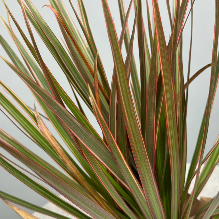 Стильное декоративно-лиственное растение - Драцена 10 см