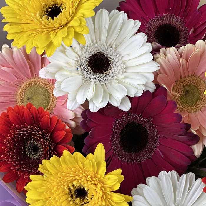 Букет из 11 гербер микс