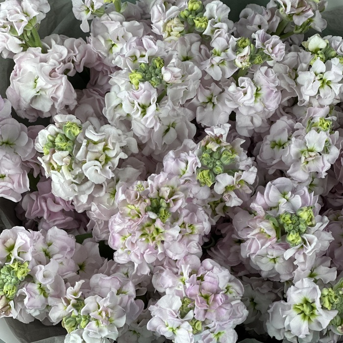 Букет из 21 розовых маттиол