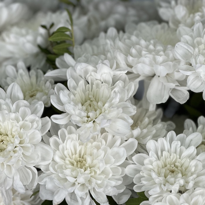 Цветы в ящике Луиза