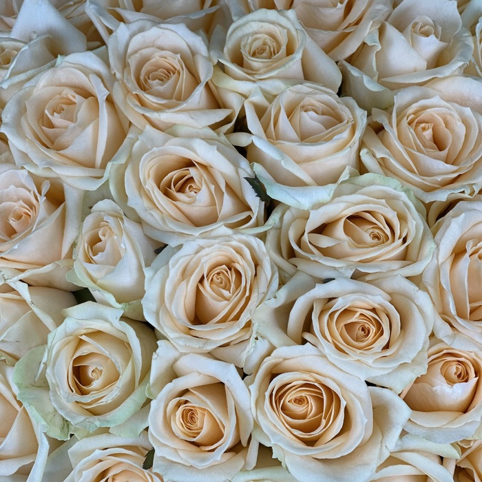 Кремовые розы в шляпной коробке XL