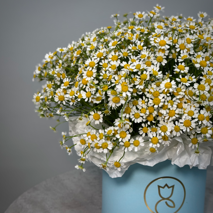 Ромашка в шляпной корообке М