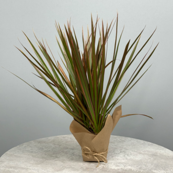 Стильное декоративно-лиственное растение - Драцена 10 см