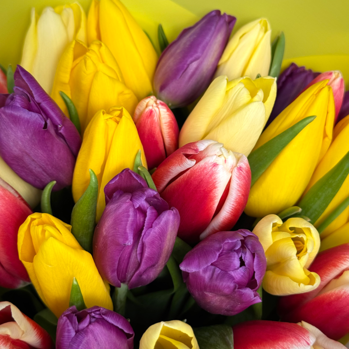 Букет из 31 тюльпанов яркий микс