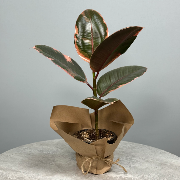 Стильное декоративно-лиственное растение - Кротон