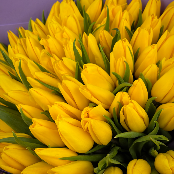 Букет из 71 желтых тюльпанов