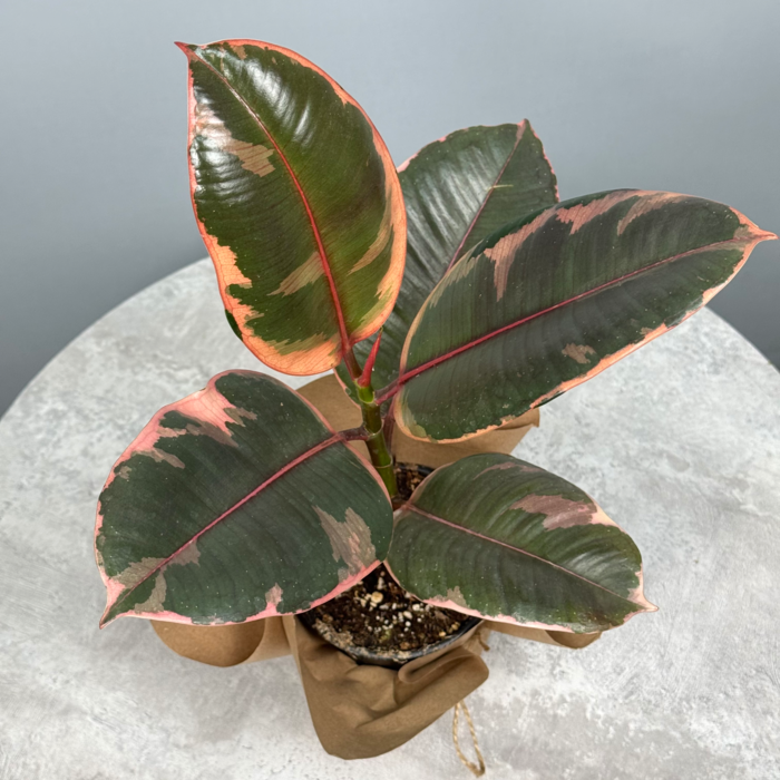 Стильное декоративно-лиственное растение - Кротон