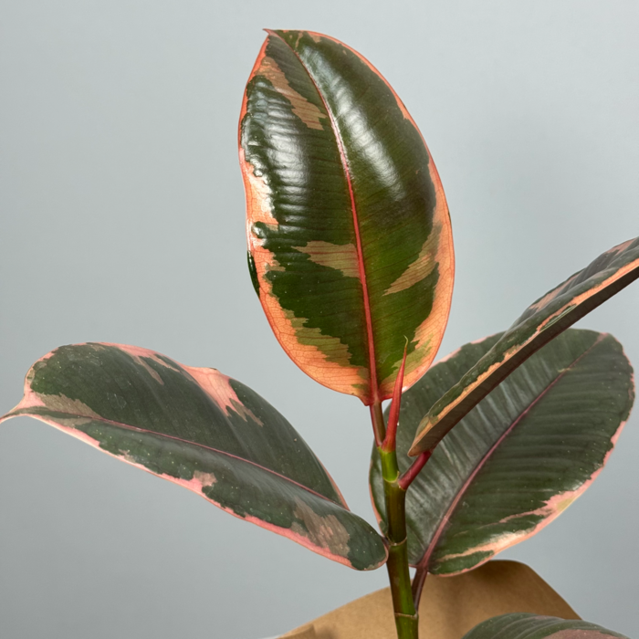 Стильное декоративно-лиственное растение - Кротон