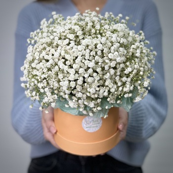 Белая гипсофила в шляпной коробке XS